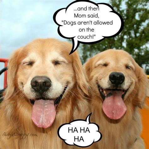 American Golden Retriever Meme Best Golden Retriever Memes Of All Time UpdateBanget Id