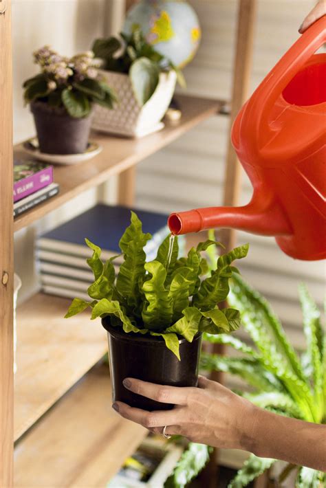 Watering Your Indoor Plants The Right Way Tierra Plants