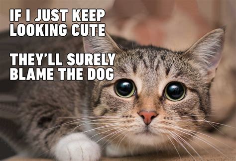 Another thing to take into consideration with these memes is that they often carry an undercurrent of sexism with them; 60+ Most Funny Cats Of All Times! 2021 - PetWorldi