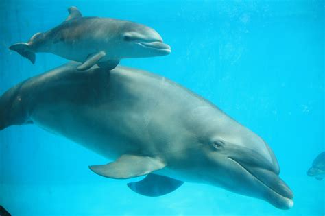 Bebé Delfín Muere Por Explotación 🐬😢💢 Chismes Today