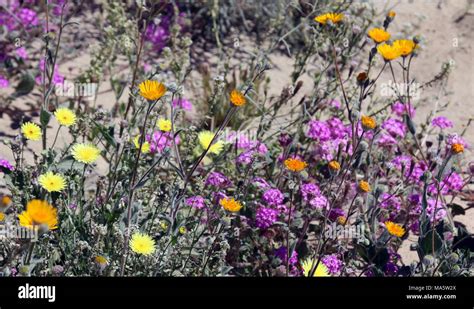 Wildflowers In The Desert Desert Dandelion Desert Sand Verbena And