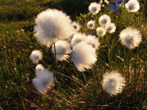 Cottongrass Photo Art Planting Flowers Grass