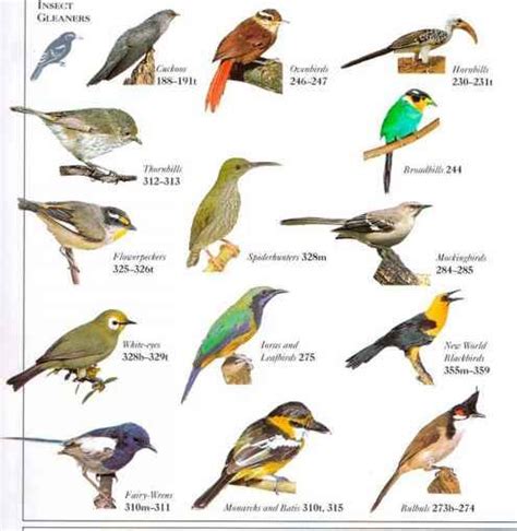 Migrating Birds List South America Bird Watching Blog Amazon South