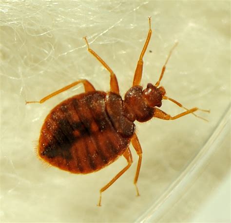 Bed Bugs In Your Apartment Heres What To Do