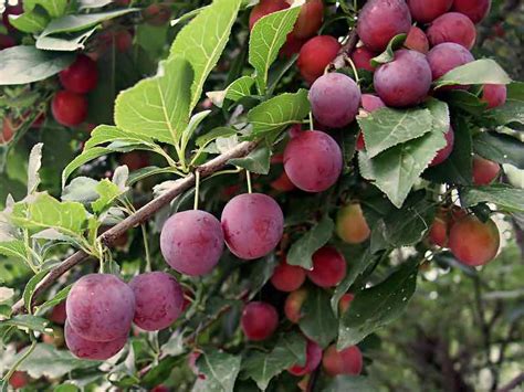 All About The Flatwood Plum Minneopa Orchards