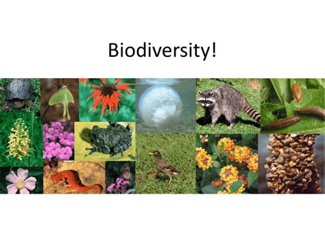 Biodiversity Presentation Powerpoint Ppt