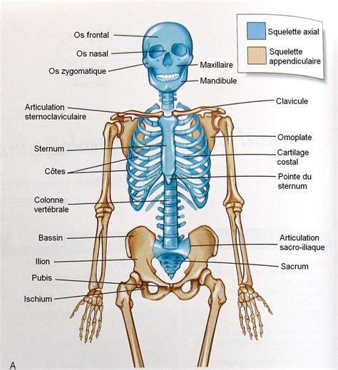 Résultat De Recherche Dimages Pour Squelette Axial Axial Skeleton