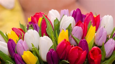 wallpaper many tulips colorful flowers bouquet 3840x2160 uhd 4k picture image