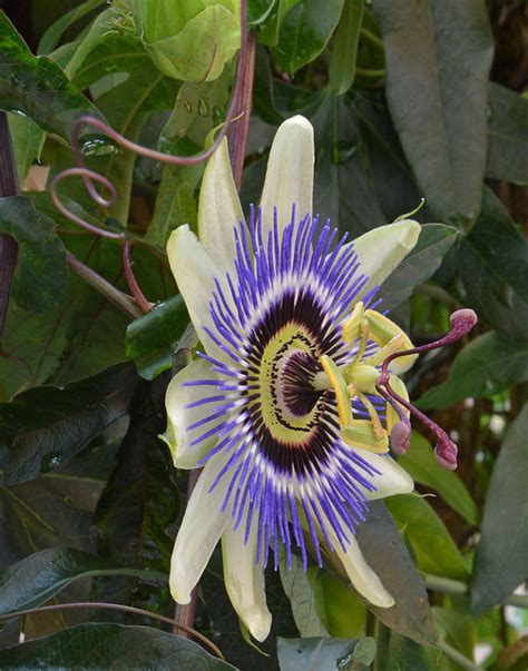 Passiflora Caerulea Flickr Photo Sharing