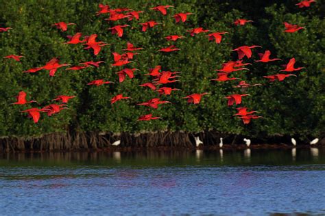 Scarlet Ibis Flock Photograph By Ken Archer Fine Art America