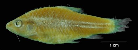 The Taxonomy And Relationships Of The African Small Barbs