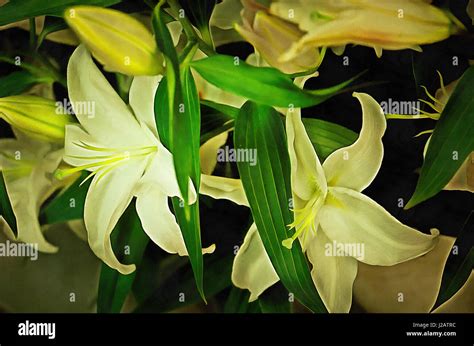 Illustrations Flowers Bouquet Painting White Lilies Stock Photo Alamy