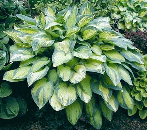 Hosta ‘pauls Glory Rocky Dale Gardens Plant Catalog