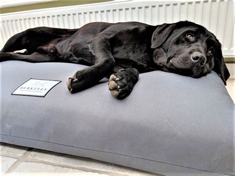 Extra Large Orthopedic Dog Beds Dog Beds For Large Dogs