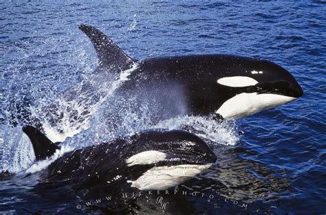 Killer Whales High Speed Surfing Photo Information