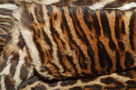Siberian Tiger Fur Coat Stock Photo Image Of Felines 47783776