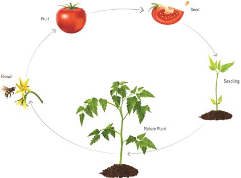Tomatosphere Tomatosphère Life Cycle Of Plants