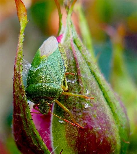 80 Best Of Palomena Prasina British Bugs Insectza