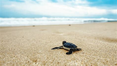 Turtle 4k Wallpapers For Your Desktop Or Mobile Screen Free And Easy To
