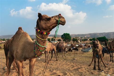 Camel With Colourful Decorations At Sunset In Rajasthan India Del