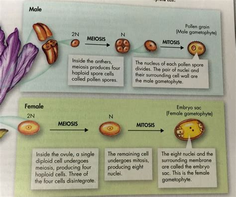 47 Cool What Cells Undergo Meiosis Does Meiosis Produce Haploid Or