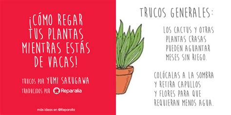 Cactusul de apartament este una dintre cele mai simplu plante de îngrijit. Cómo regar tus plantas mientras estás fuera de casa de ...