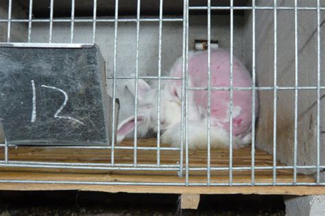 Shock Video Rabbits Cruelly Plucked Alive For Angora Wool In Horror