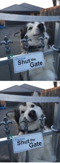Please Gate Please Gate Pls Open The Gate Girl Meme On Meme