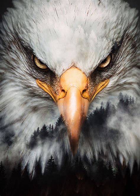 Bald Eagle Poster By Kilo Byte Displate Eagle Painting Bald
