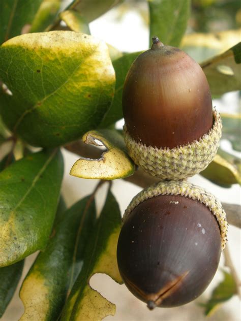 They drop their leaves in february/march live oak growing in an old cemetery. MARIETTE'S BACK TO BASICS: {Our Golden Live Oak has LOTS ...