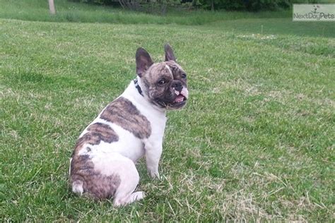 In 2016 through a friend we discovered and fell in love with the french bulldog breed. French Bulldog puppy for sale near Southern Illinois ...