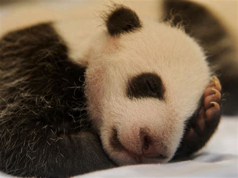 Baby Panda Twins Born In Madrid Zoo Photo 1 Pictures Cbs News