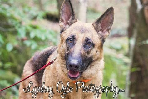 Christians Guardian Shepherds Akc German Shepherds