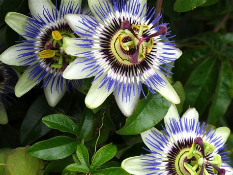 Flowers For Flower Lovers Passion Flowers