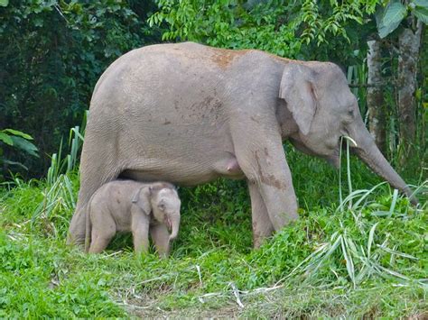 Pygmy Elephants Elephas Maximus Borneensis Mother And Ba Flickr