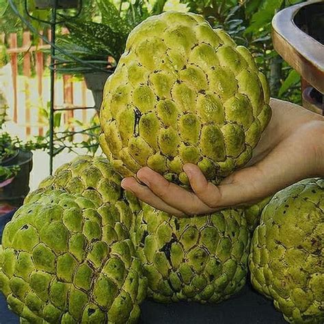 Fruta Que Parece Pinha Grande