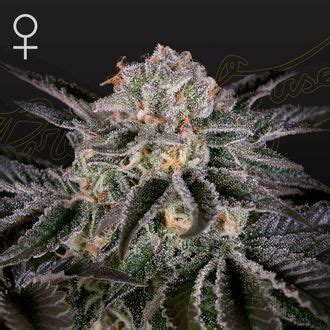 Whether concrete wedding cake, aged stone wedding cake Wonder Pie | Greenhouse Seeds | Cannabissamen - Zamnesia