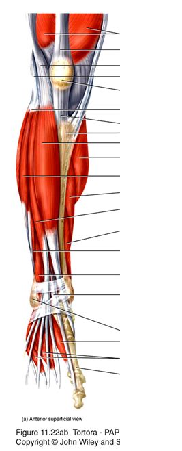 Anterior Superficial Calf Muscles Diagram Quizlet