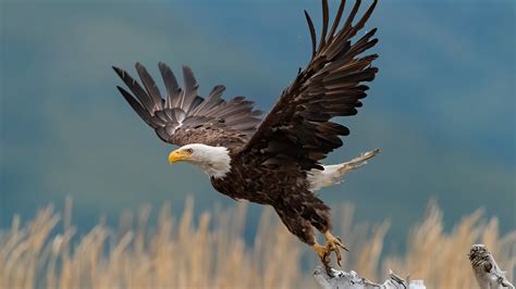 Download Bird Of Prey Bird Animal Bald Eagle 4k Ultra Hd Wallpaper