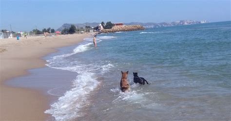 Apartamento en cullera en venta y que se encuentra l. Playa para Perros en Cullera - RedCanina.es