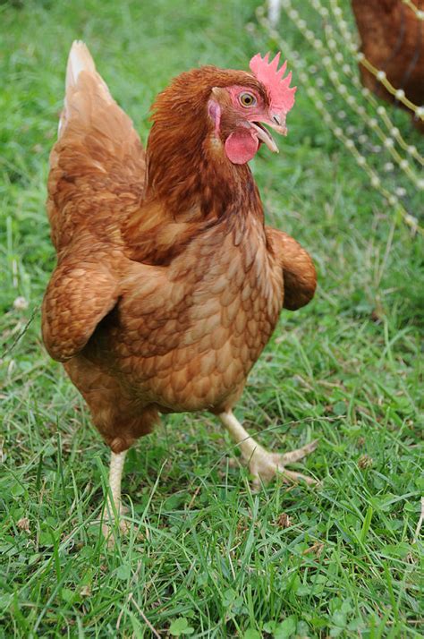 Rhode Island Red Rooster Photograph By Bonnie Sue Rauch