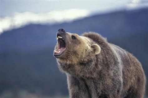 Grizzly Bear Bear Grizzly Bear Roaring