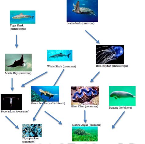 Coral Reef Food Web Hot Sex Picture