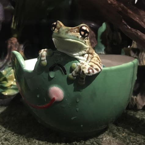 A Frog In A Frog Bowl Rfrogs