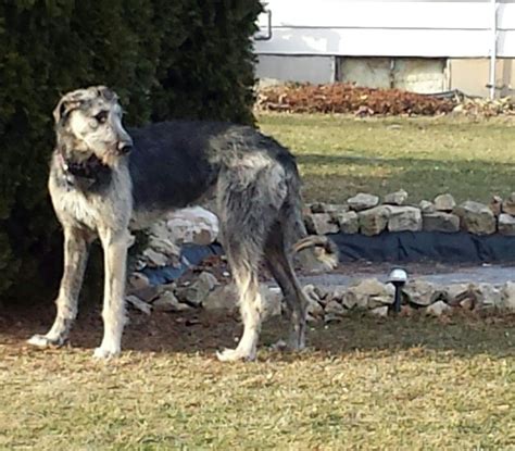 The irish wolfhound is a historic sighthound dog breed from ireland that has, by its presence and substantial size, inspired literature, poetry and mythology. Black and Tan Irish Wolfhound Caoimhe | Irish wolfhound ...