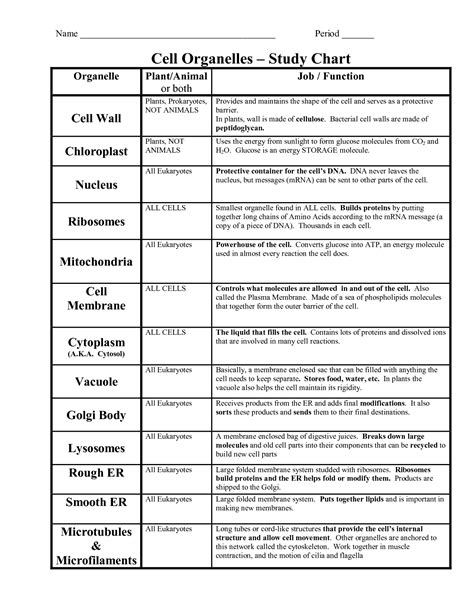 Cell Structures And Functions Worksheet