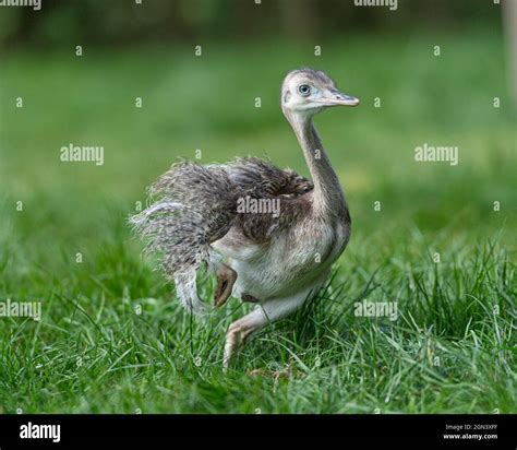 Baby Rhea Americana Running Stock Photo Alamy