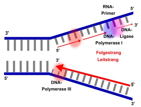 Statt der base thymin, welche komplementär zu adenin ist, wird jedoch bei der mrna die base uracil in den strang eingebaut. DNA- Replikation - Molekularbiologie / Genetik