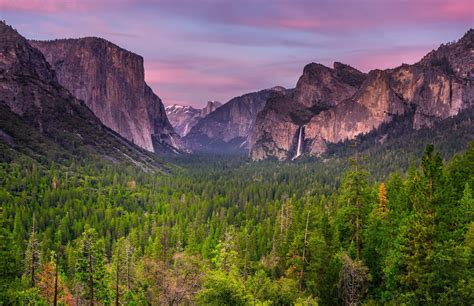 United States California Yosemite National Park Tree