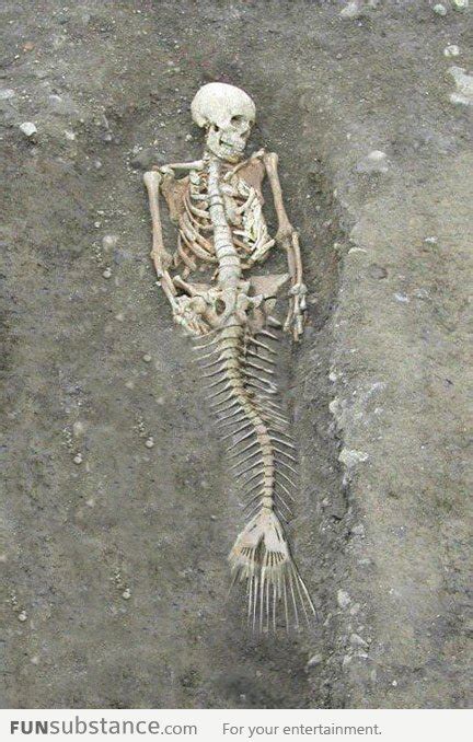 Real Mermaid Skeleton Found Funsubstance